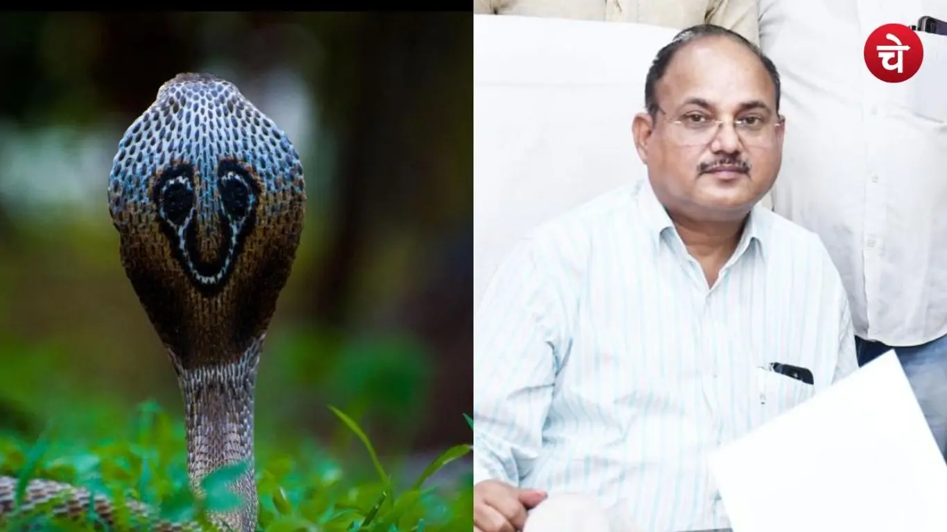 40 deaths due to snakebite in Chitrakoot over 6 months; Health Department issues warning
